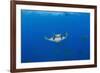 Sicklefin Mantas (Mobula Tarapacana), Azores, Princess Alice Bank, Atlantic Ocean, Portugal-Reinhard Dirscherl-Framed Photographic Print