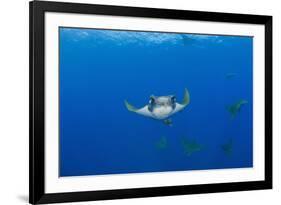 Sicklefin Mantas (Mobula Tarapacana), Azores, Princess Alice Bank, Atlantic Ocean, Portugal-Reinhard Dirscherl-Framed Photographic Print