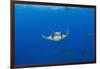 Sicklefin Mantas (Mobula Tarapacana), Azores, Princess Alice Bank, Atlantic Ocean, Portugal-Reinhard Dirscherl-Framed Photographic Print