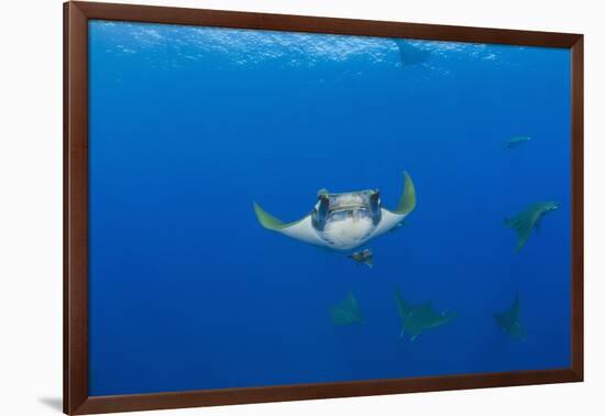 Sicklefin Mantas (Mobula Tarapacana), Azores, Princess Alice Bank, Atlantic Ocean, Portugal-Reinhard Dirscherl-Framed Photographic Print