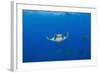 Sicklefin Mantas (Mobula Tarapacana), Azores, Princess Alice Bank, Atlantic Ocean, Portugal-Reinhard Dirscherl-Framed Photographic Print