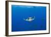 Sicklefin Mantas (Mobula Tarapacana), Azores, Princess Alice Bank, Atlantic Ocean, Portugal-Reinhard Dirscherl-Framed Photographic Print