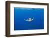 Sicklefin Mantas (Mobula Tarapacana), Azores, Princess Alice Bank, Atlantic Ocean, Portugal-Reinhard Dirscherl-Framed Photographic Print