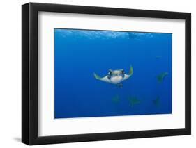 Sicklefin Mantas (Mobula Tarapacana), Azores, Princess Alice Bank, Atlantic Ocean, Portugal-Reinhard Dirscherl-Framed Photographic Print