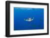 Sicklefin Mantas (Mobula Tarapacana), Azores, Princess Alice Bank, Atlantic Ocean, Portugal-Reinhard Dirscherl-Framed Photographic Print