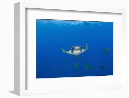 Sicklefin Mantas (Mobula Tarapacana), Azores, Princess Alice Bank, Atlantic Ocean, Portugal-Reinhard Dirscherl-Framed Photographic Print