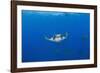 Sicklefin Mantas (Mobula Tarapacana), Azores, Princess Alice Bank, Atlantic Ocean, Portugal-Reinhard Dirscherl-Framed Photographic Print