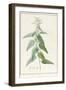 Sida Pulchella-Pierre Joseph Redoute-Framed Giclee Print