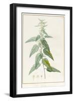 Sida Pulchella-Pierre Joseph Redoute-Framed Giclee Print