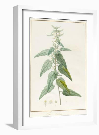 Sida Pulchella-Pierre Joseph Redoute-Framed Giclee Print