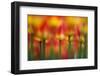 Side by side-Takashi Suzuki-Framed Photographic Print