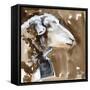 Side Eye Sheep I-Jennifer Parker-Framed Stretched Canvas