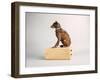 Side Eye-Susan Sabo-Framed Photographic Print