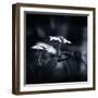 Side Face-Philippe Sainte-Laudy-Framed Photographic Print