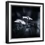 Side Face-Philippe Sainte-Laudy-Framed Photographic Print