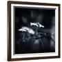 Side Face-Philippe Sainte-Laudy-Framed Photographic Print