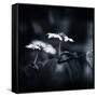 Side Face-Philippe Sainte-Laudy-Framed Stretched Canvas