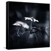 Side Face-Philippe Sainte-Laudy-Framed Stretched Canvas