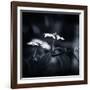 Side Face-Philippe Sainte-Laudy-Framed Photographic Print