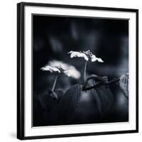 Side Face-Philippe Sainte-Laudy-Framed Photographic Print