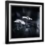 Side Face-Philippe Sainte-Laudy-Framed Photographic Print