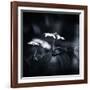 Side Face-Philippe Sainte-Laudy-Framed Photographic Print