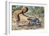 Side Profile of a Boy Looking at a Goliath Frog (Gigantorana Goliath)-null-Framed Giclee Print