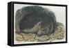 Side Profile of a Hedgehog-null-Framed Stretched Canvas