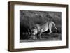 Side profile of a lion drinking water, Ngorongoro Conservation Area, Arusha Region, Tanzania (Pa...-null-Framed Photographic Print