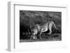 Side profile of a lion drinking water, Ngorongoro Conservation Area, Arusha Region, Tanzania (Pa...-null-Framed Photographic Print