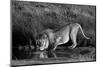 Side profile of a lion drinking water, Ngorongoro Conservation Area, Arusha Region, Tanzania (Pa...-null-Mounted Photographic Print