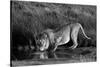 Side profile of a lion drinking water, Ngorongoro Conservation Area, Arusha Region, Tanzania (Pa...-null-Stretched Canvas