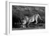 Side profile of a lion drinking water, Ngorongoro Conservation Area, Arusha Region, Tanzania (Pa...-null-Framed Photographic Print