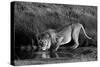 Side profile of a lion drinking water, Ngorongoro Conservation Area, Arusha Region, Tanzania (Pa...-null-Stretched Canvas