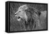 Side profile of a lion in a forest, Ngorongoro Conservation Area, Tanzania (panthera leo)-null-Framed Stretched Canvas