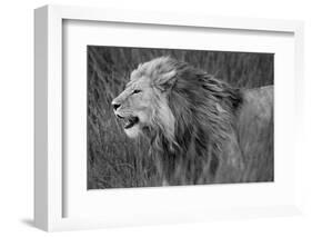 Side profile of a lion in a forest, Ngorongoro Conservation Area, Tanzania (panthera leo)-null-Framed Photographic Print