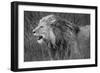 Side profile of a lion in a forest, Ngorongoro Conservation Area, Tanzania (panthera leo)-null-Framed Photographic Print