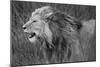Side profile of a lion in a forest, Ngorongoro Conservation Area, Tanzania (panthera leo)-null-Mounted Photographic Print