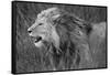 Side profile of a lion in a forest, Ngorongoro Conservation Area, Tanzania (panthera leo)-null-Framed Stretched Canvas