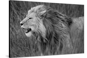 Side profile of a lion in a forest, Ngorongoro Conservation Area, Tanzania (panthera leo)-null-Stretched Canvas