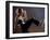 Side Profile of a Young Woman Kickboxing-null-Framed Photographic Print