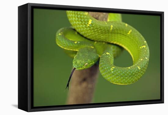 Side-Striped Palm-Pitviper-null-Framed Stretched Canvas