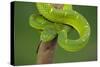 Side-Striped Palm-Pitviper-null-Stretched Canvas