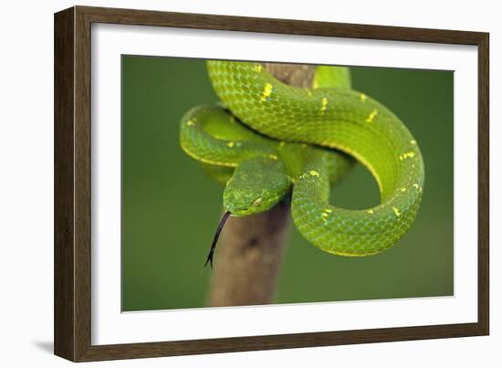 Side-Striped Palm-Pitviper-null-Framed Photographic Print