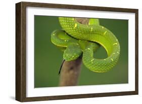 Side-Striped Palm-Pitviper-null-Framed Photographic Print