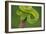 Side-Striped Palm-Pitviper-null-Framed Photographic Print