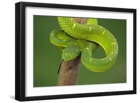 Side-Striped Palm-Pitviper-null-Framed Photographic Print