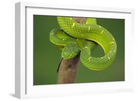 Side-Striped Palm-Pitviper-null-Framed Photographic Print