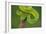 Side-Striped Palm-Pitviper-null-Framed Photographic Print