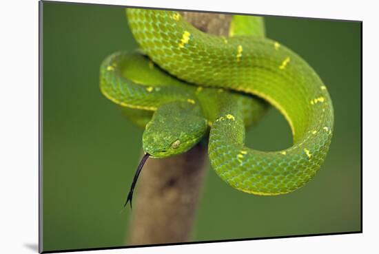 Side-Striped Palm-Pitviper-null-Mounted Photographic Print